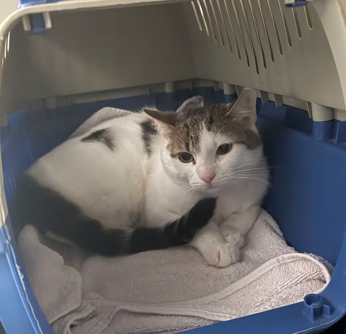 Europäische Hauskatze