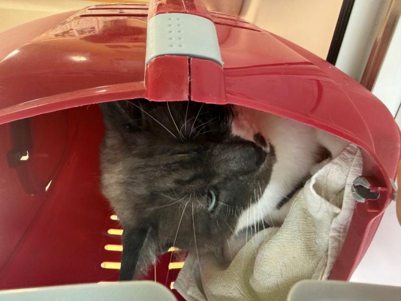 Europäische Hauskatze