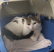 Fundtier Tier-ID 39910