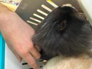 Fundtier Tier-ID 39837