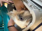 Fundtier Tier-ID 39838