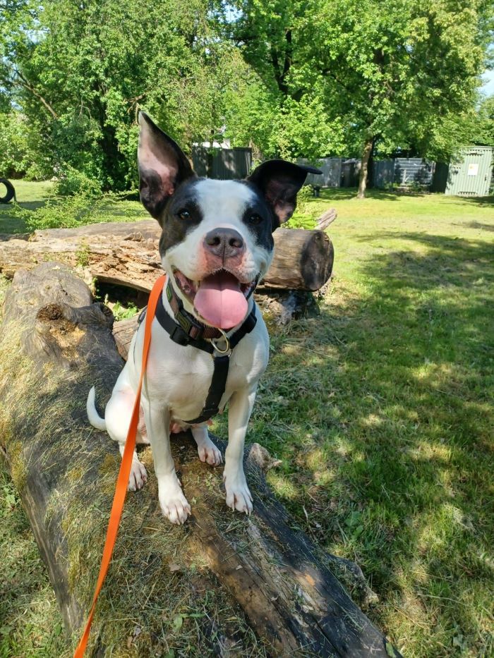 Staffordshire Bullterrier-Mischling