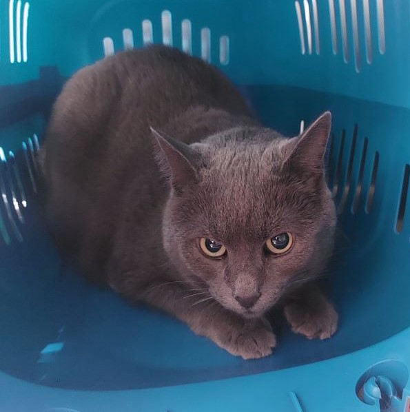 Europäische Hauskatze