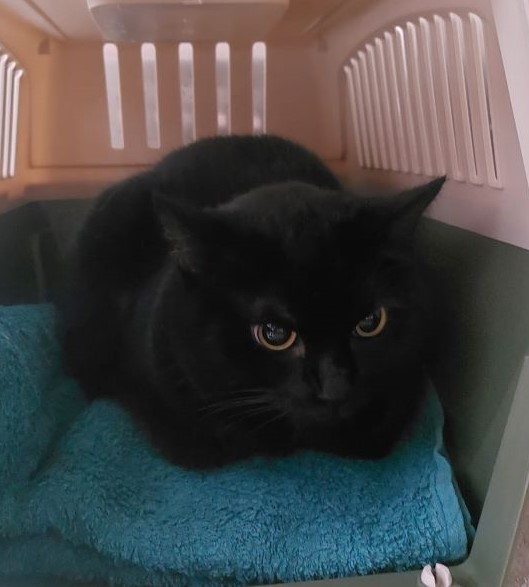 Europäische Hauskatze