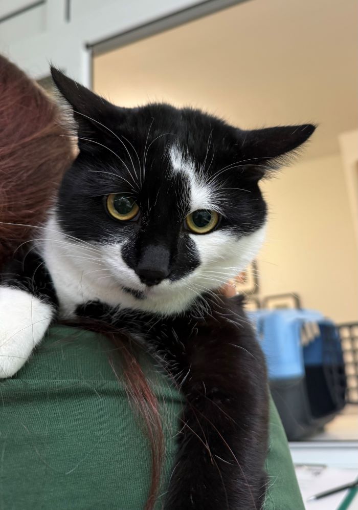 Europäische Hauskatze