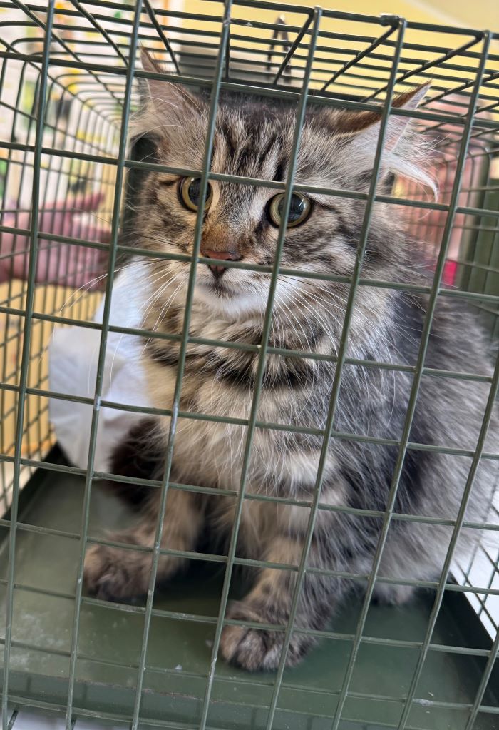 Europäische Hauskatze