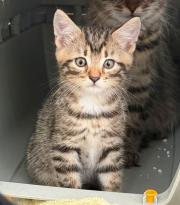 Fundtier Tier-ID 41180