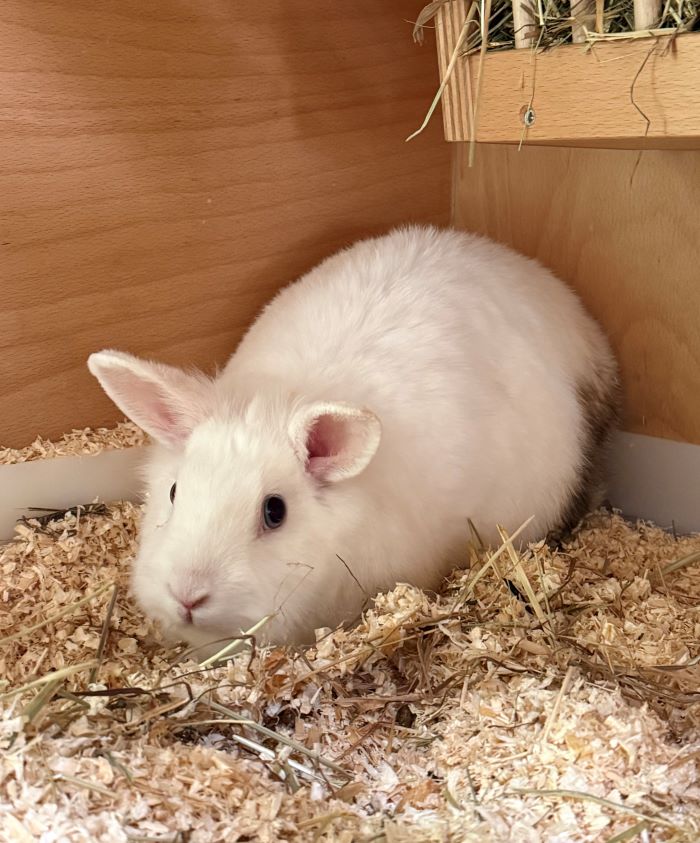 Kaninchen