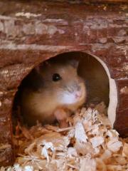 Fundtier Tier-ID 36949