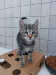 Fundtier Tier-ID 40738