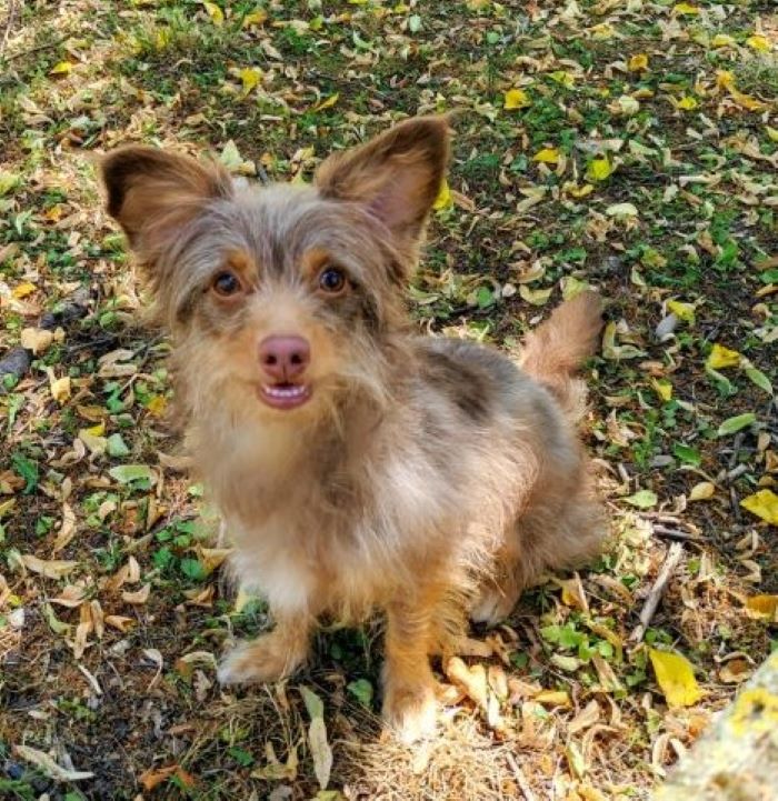 Terrier-Mischling