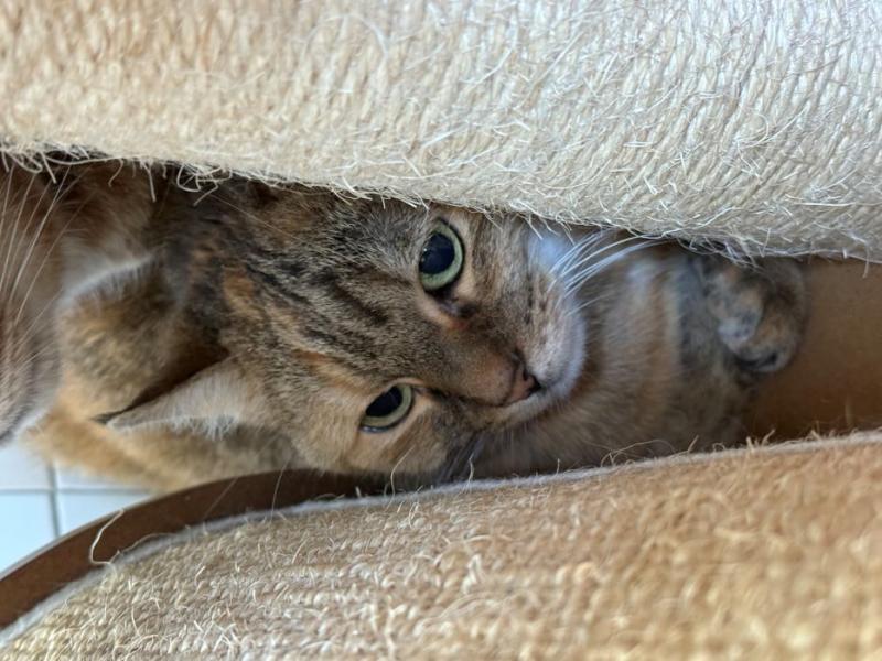 Europäische Hauskatze