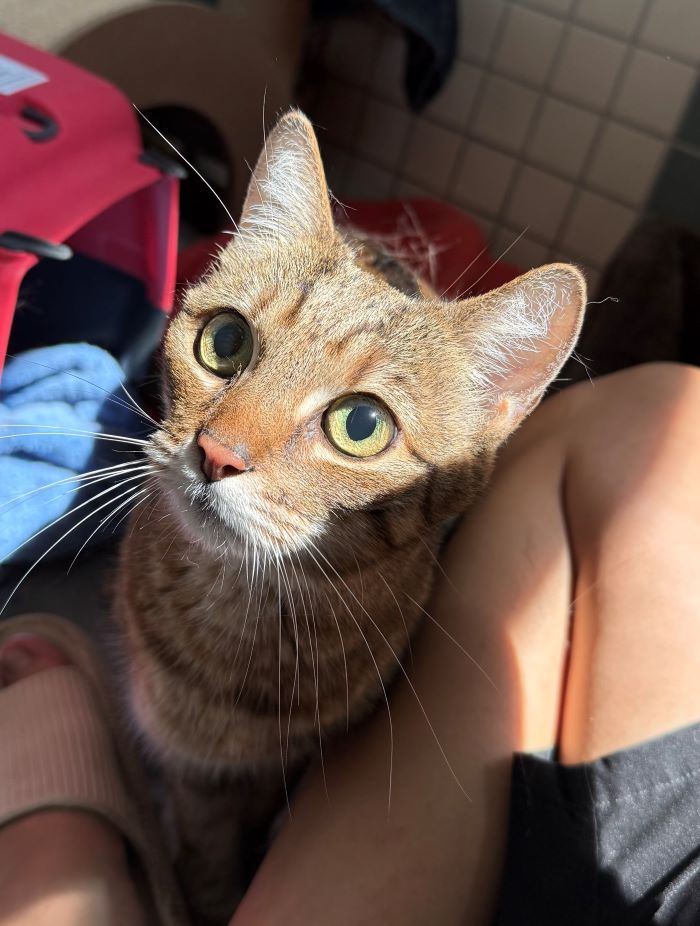 Europäische Hauskatze