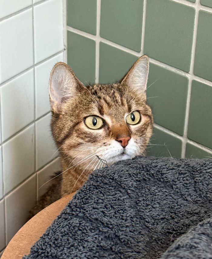 Europäische Hauskatze