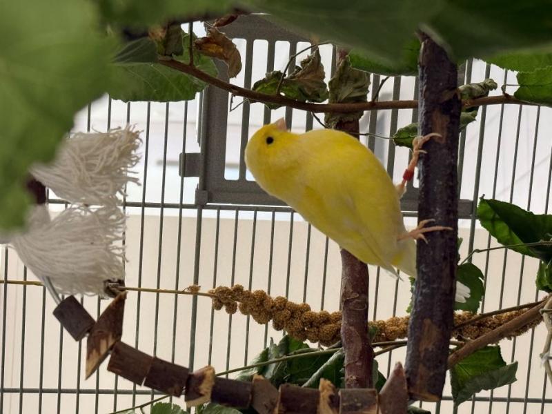 Kanarienvogel