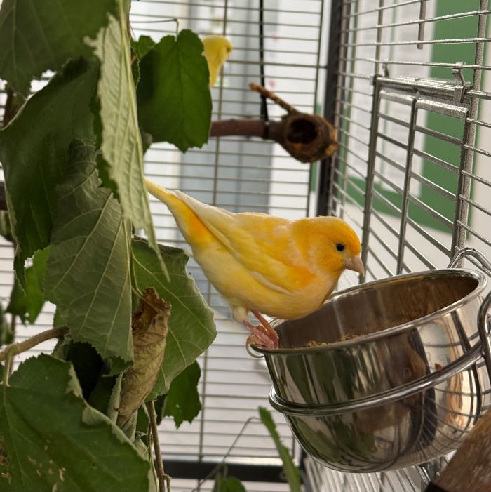 Kanarienvogel