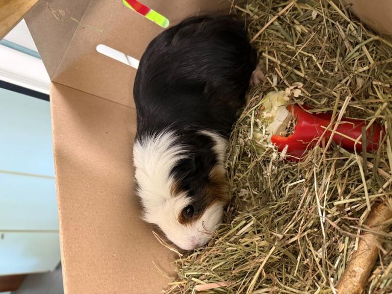 Meerschweinchen