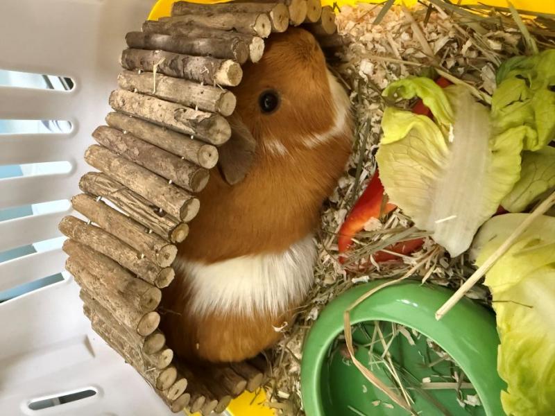 Meerschweinchen