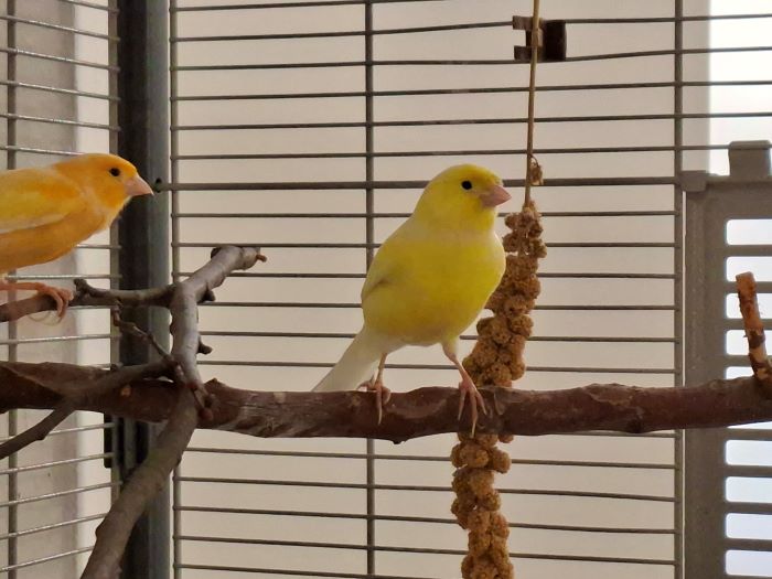 Kanarienvogel