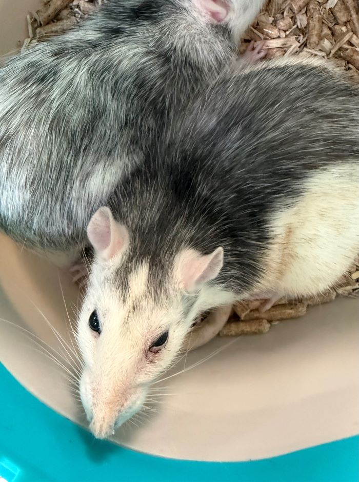 Ratte