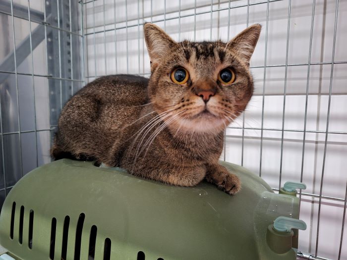 Europäische Hauskatze