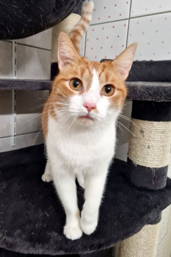 Europäische Hauskatze