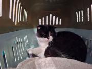 Fundtier Tier-ID 37835