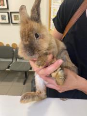 Fundtier Tier-ID 37450