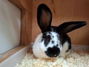 Fundtier Tier-ID 37837