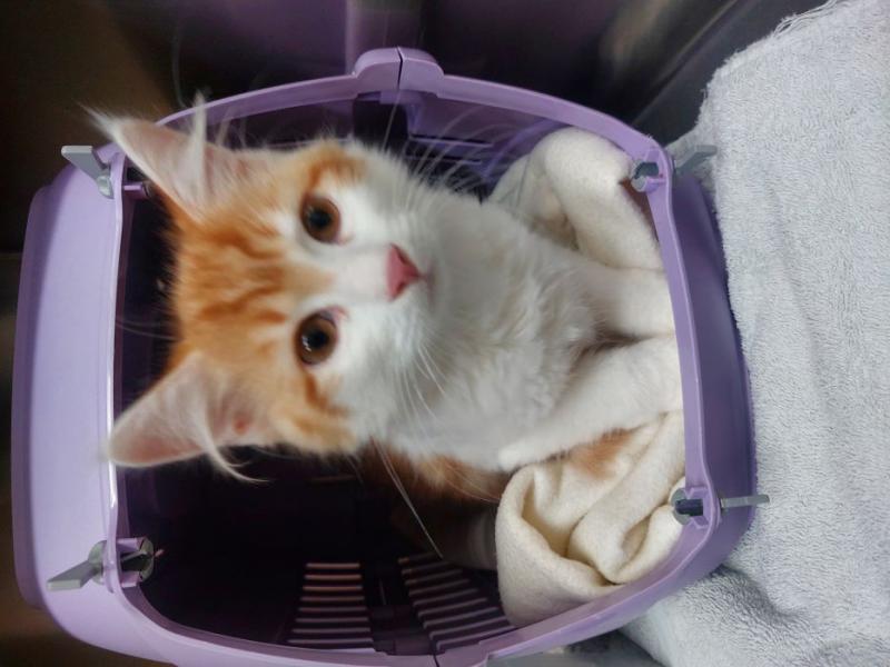 Europäische Hauskatze