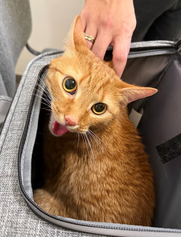 Europäische Hauskatze