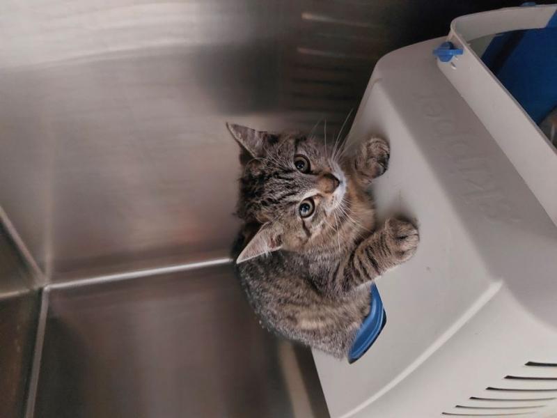 Europäische Hauskatze