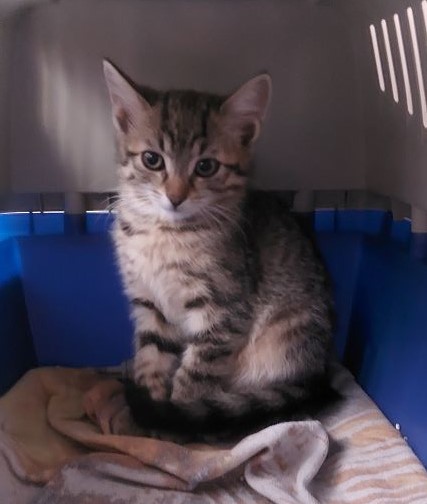 Europäische Hauskatze
