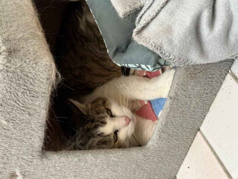 Europäische Hauskatze