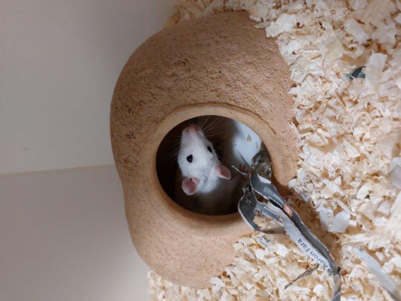 Ratte