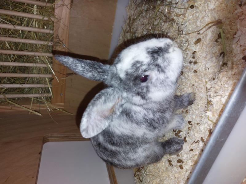 Kaninchen