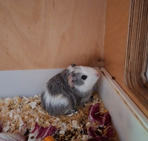 Meerschweinchen
