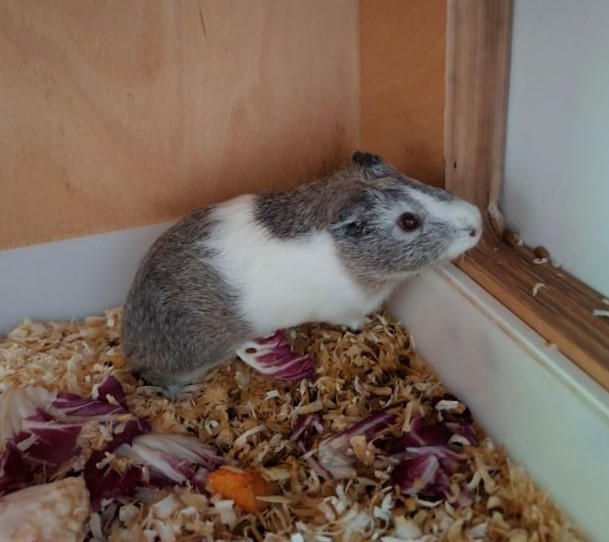 Meerschweinchen