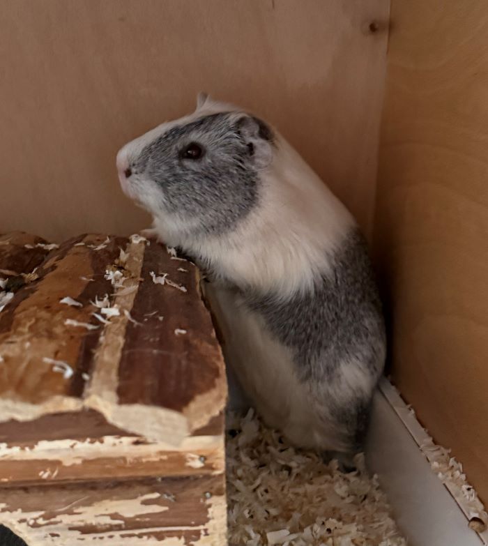 Meerschweinchen