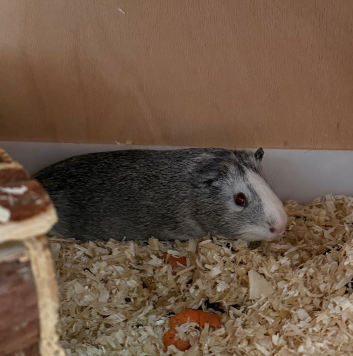 Meerschweinchen