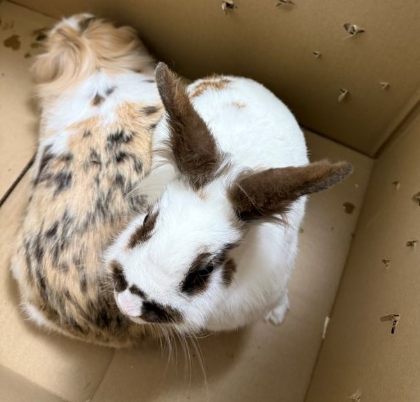 Kaninchen