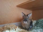 Fundtier Tier-ID 38258