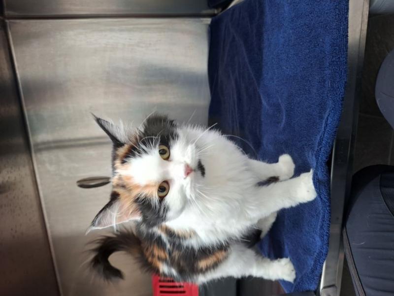 Europäische Hauskatze