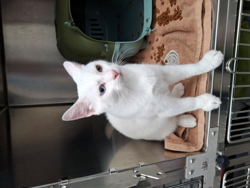 Europäische Hauskatze