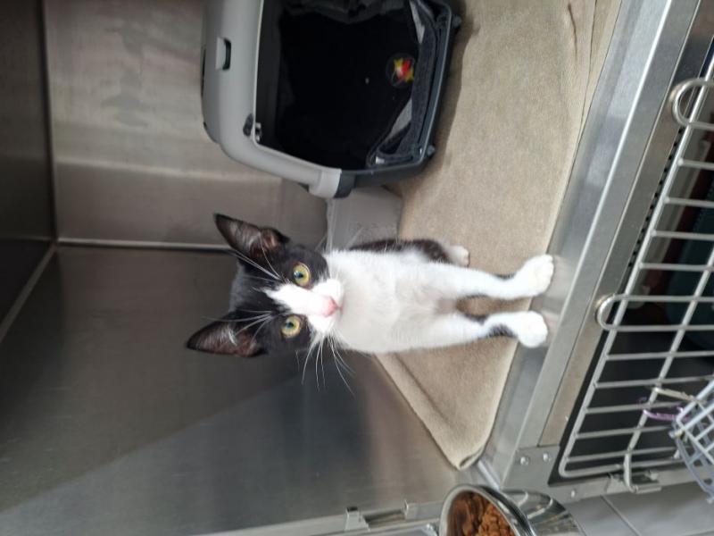 Europäische Hauskatze
