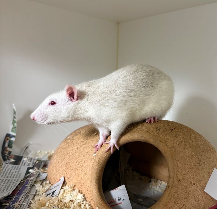 Ratte