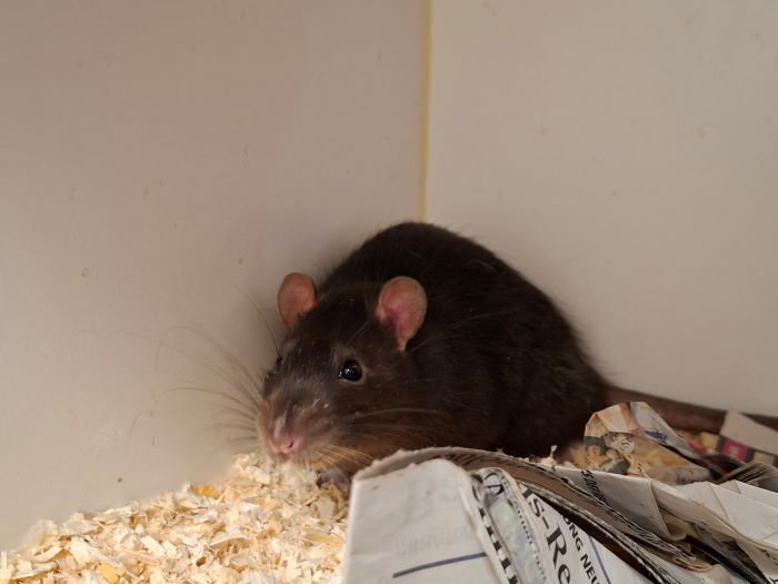 Ratte