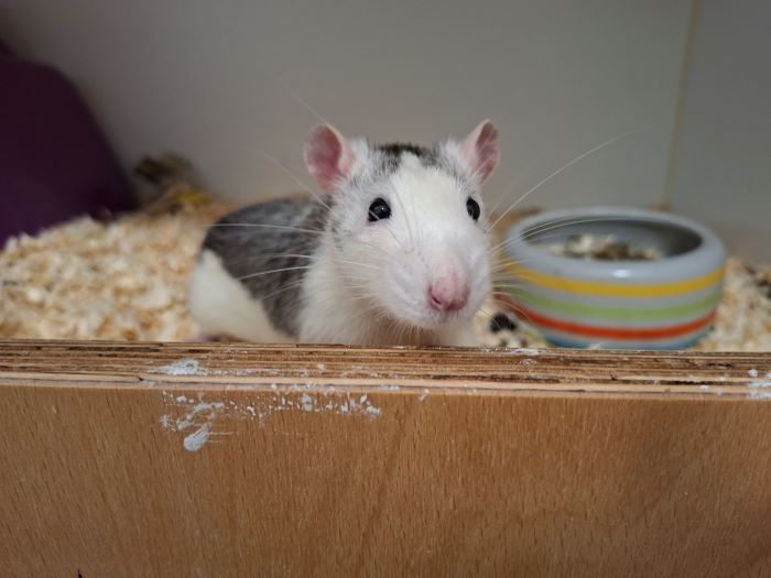 Ratte
