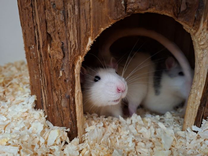 Ratte