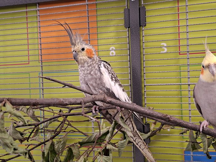 Nymphensittich